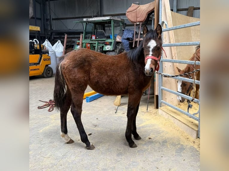 American Quarter Horse Mix Giumenta 1 Anno 140 cm Baio scuro in Daleiden