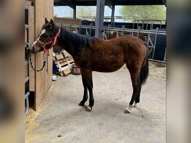 American Quarter Horse Mix Giumenta 1 Anno 140 cm Baio scuro in Daleiden