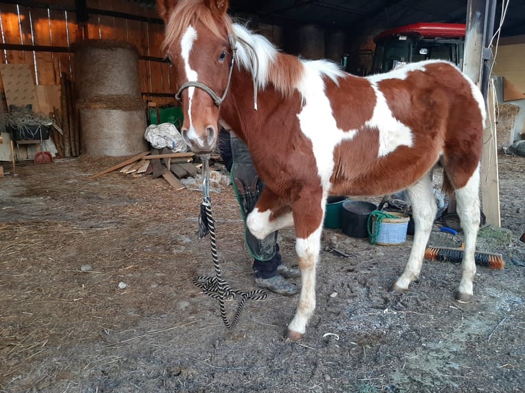 American Quarter Horse Giumenta 1 Anno 140 cm Morello in Raczkowa