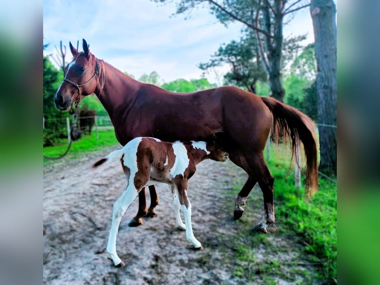 American Quarter Horse Giumenta 1 Anno 140 cm Morello in Raczkowa