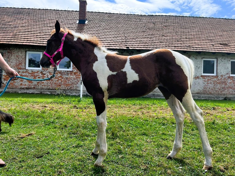 American Quarter Horse Giumenta 1 Anno 140 cm Morello in Raczkowa