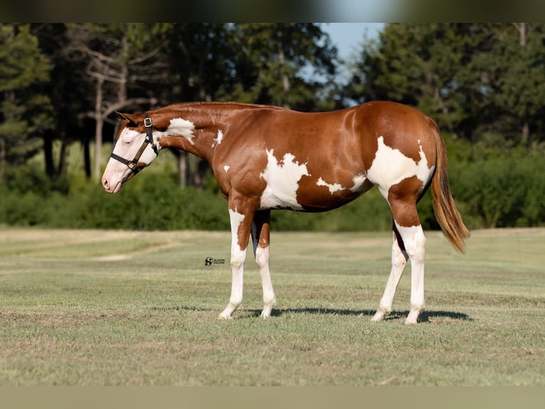 American Quarter Horse Mix Giumenta 1 Anno 140 cm Sauro ciliegia in Whitesboro