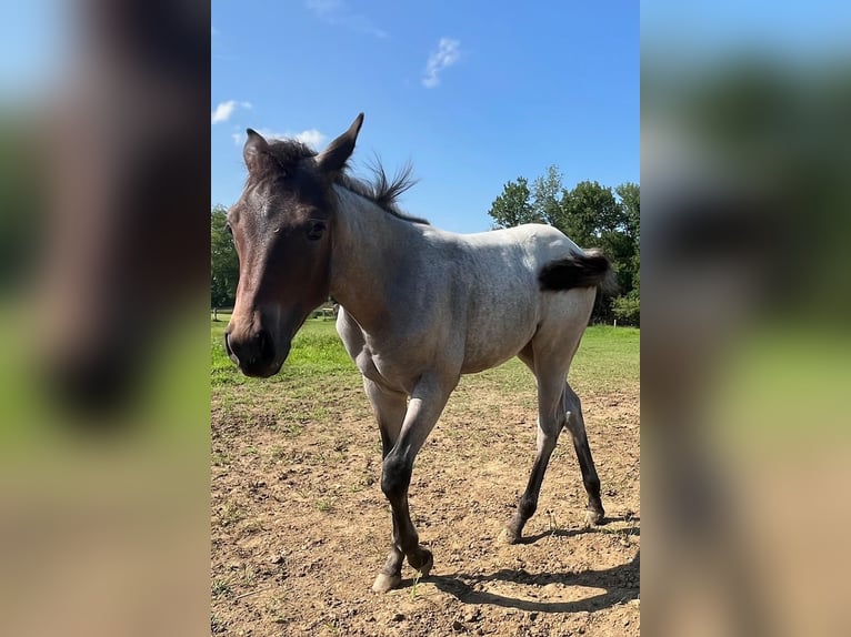 American Quarter Horse Giumenta 1 Anno 142 cm Baio roano in Dillsburg
