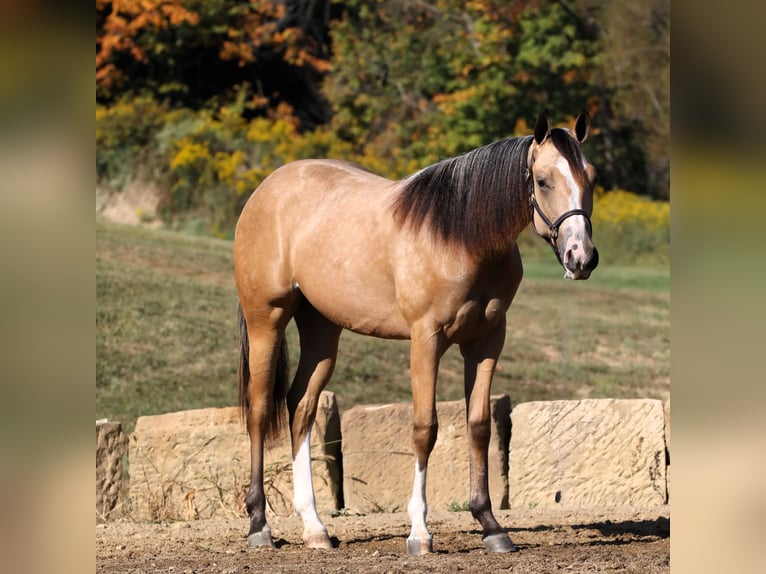 American Quarter Horse Giumenta 1 Anno 142 cm Pelle di daino in Millersburg