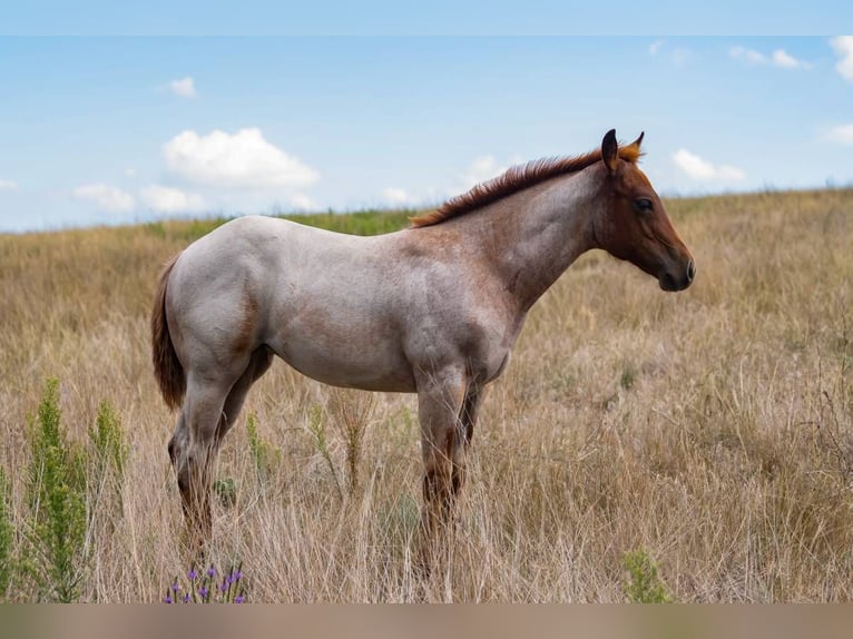 American Quarter Horse Giumenta 1 Anno 142 cm Roano rosso in Sidney, NE