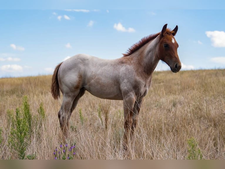 American Quarter Horse Giumenta 1 Anno 142 cm Roano rosso in Sidney, NE