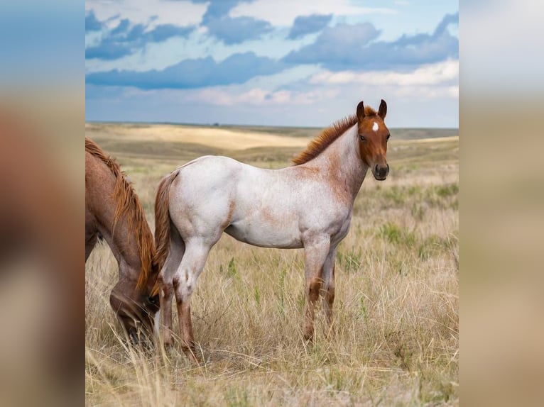 American Quarter Horse Giumenta 1 Anno 142 cm Roano rosso in Sidney, NE