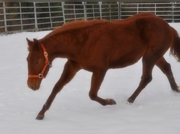 American Quarter Horse Giumenta 1 Anno 144 cm Sauro in Mehlmeisel
