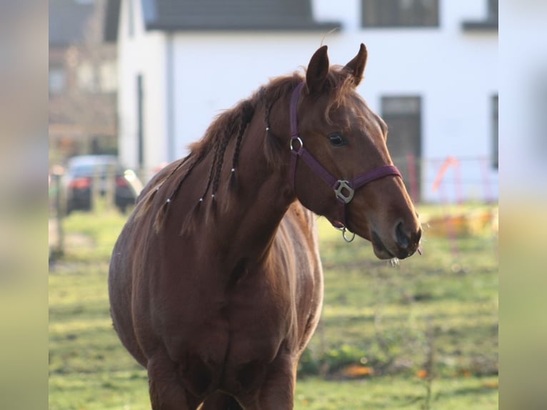 American Quarter Horse Giumenta 1 Anno 145 cm Sauro scuro in Stabroek