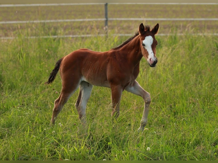 American Quarter Horse Giumenta 1 Anno 146 cm Baio in Waldshut-Tiengen