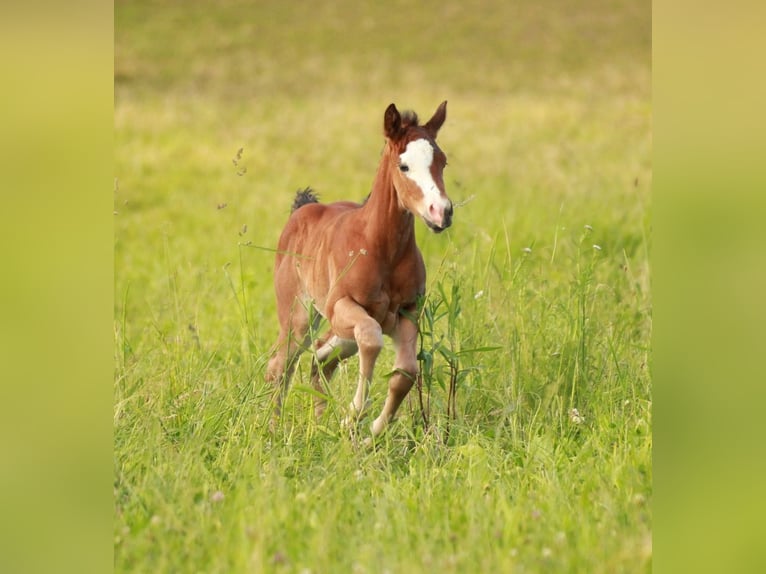 American Quarter Horse Giumenta 1 Anno 146 cm Baio in Waldshut-Tiengen