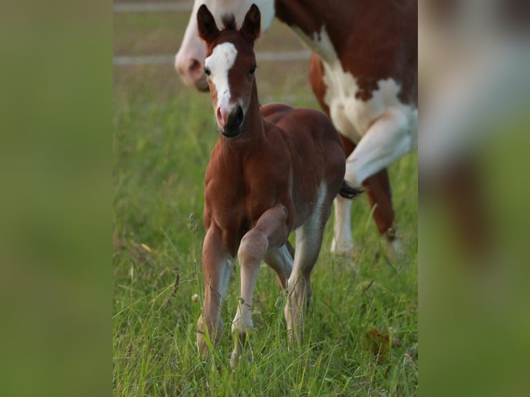 American Quarter Horse Giumenta 1 Anno 146 cm Baio in Waldshut-Tiengen