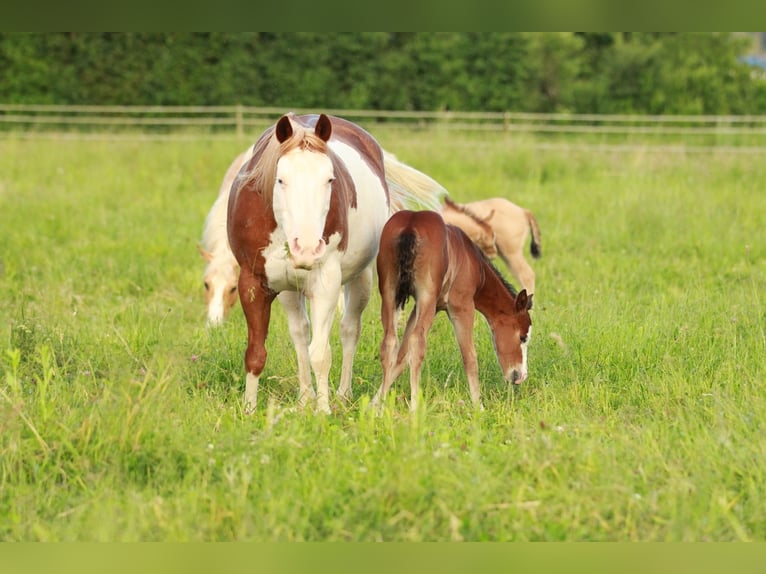 American Quarter Horse Giumenta 1 Anno 146 cm Baio in Waldshut-Tiengen