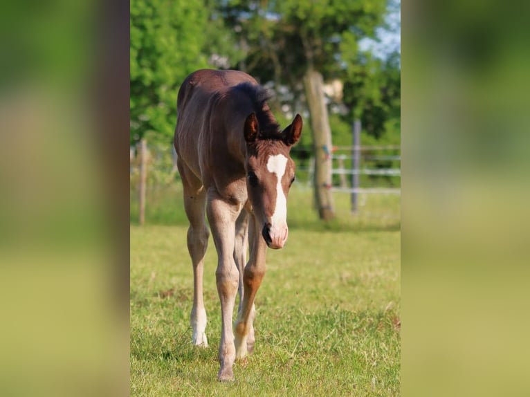 American Quarter Horse Giumenta 1 Anno 146 cm Baio scuro in Königslutter am Elm