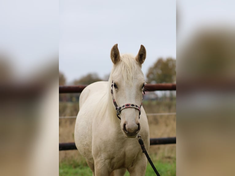 American Quarter Horse Giumenta 1 Anno 147 cm Palomino in Anderlingen