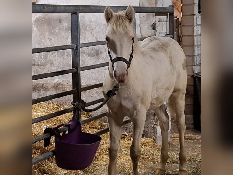 American Quarter Horse Mix Giumenta 1 Anno 147 cm Perlino in Groesbeek