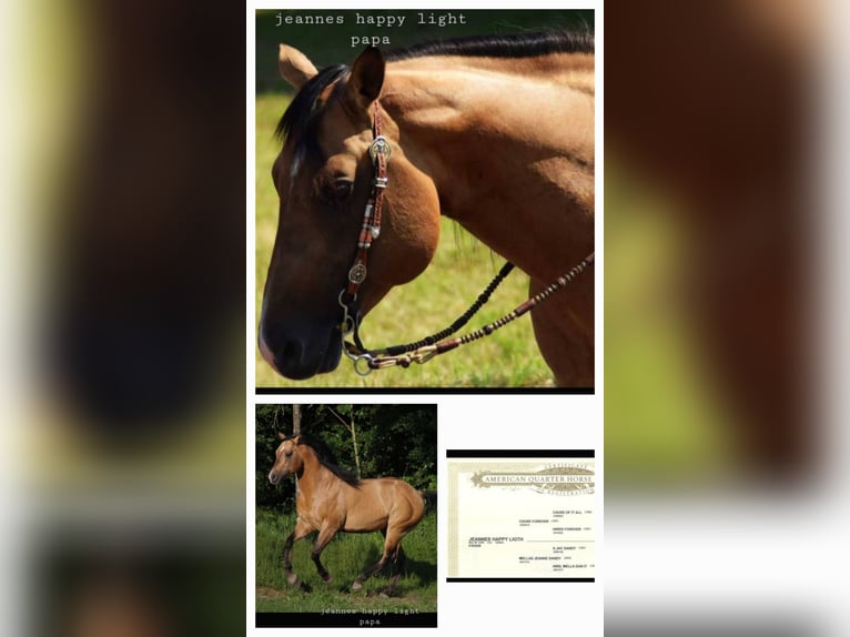 American Quarter Horse Mix Giumenta 1 Anno 147 cm Perlino in Groesbeek