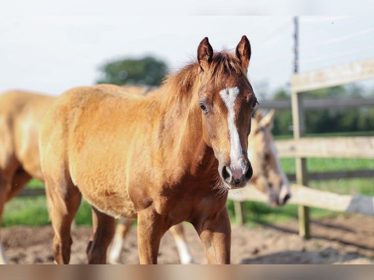 American Quarter Horse Giumenta 1 Anno 147 cm Sauro scuro in WoudenberG