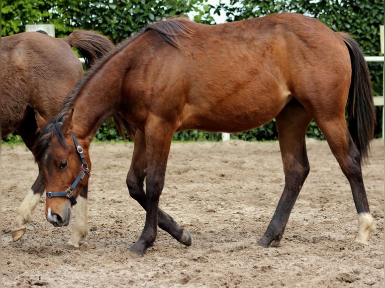 American Quarter Horse Giumenta 1 Anno 148 cm Baio in Stade