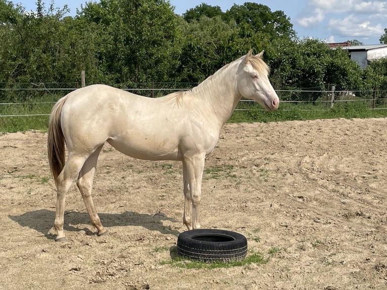 American Quarter Horse Giumenta 1 Anno 148 cm Champagne in Nossendorf American Quarter Horse Giumenta 1 Anno 148 cm Champagne in Nossendorf