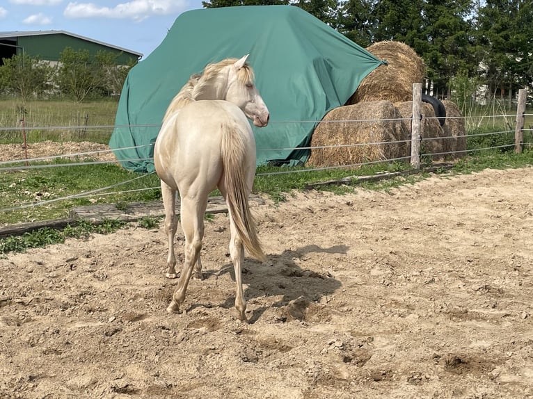 American Quarter Horse Giumenta 1 Anno 148 cm Champagne in Nossendorf American Quarter Horse Giumenta 1 Anno 148 cm Champagne in Nossendorf