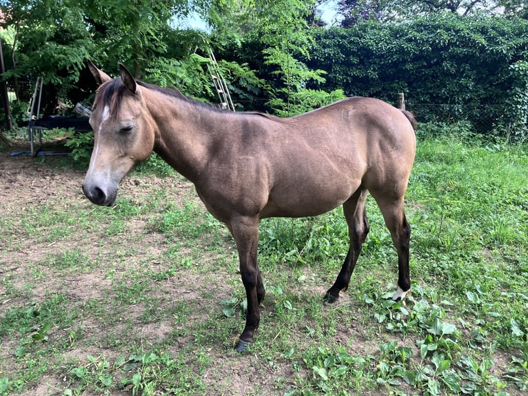 American Quarter Horse Giumenta 1 Anno 148 cm Falbo in Petit-Réderching