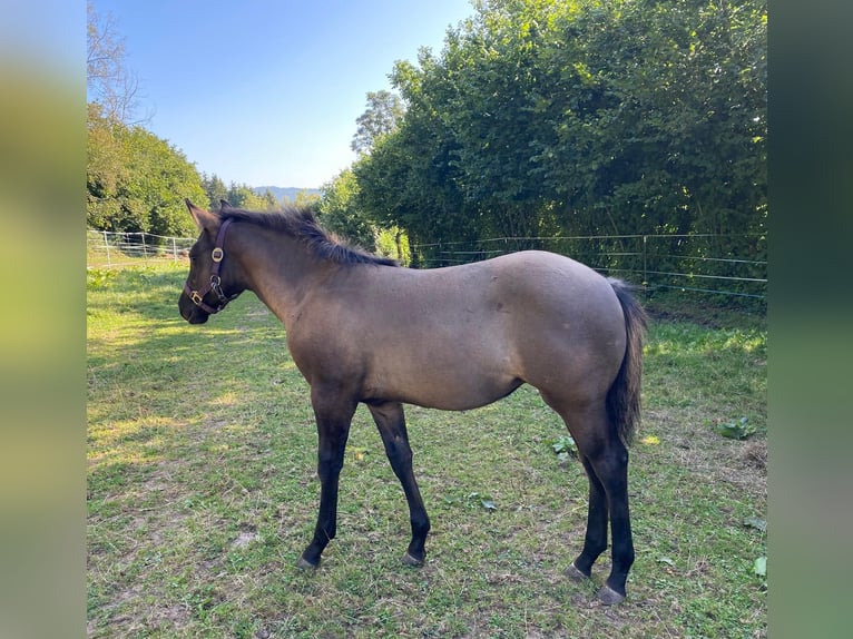 American Quarter Horse Giumenta 1 Anno 148 cm Grullo in Erbendorf