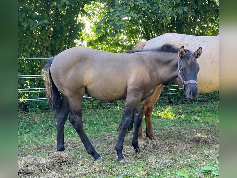 American Quarter Horse Giumenta 1 Anno 148 cm Grullo in Erbendorf