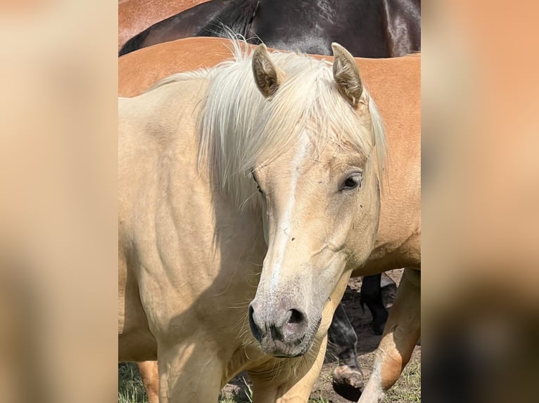 American Quarter Horse Giumenta 1 Anno 148 cm Palomino in Linsburg