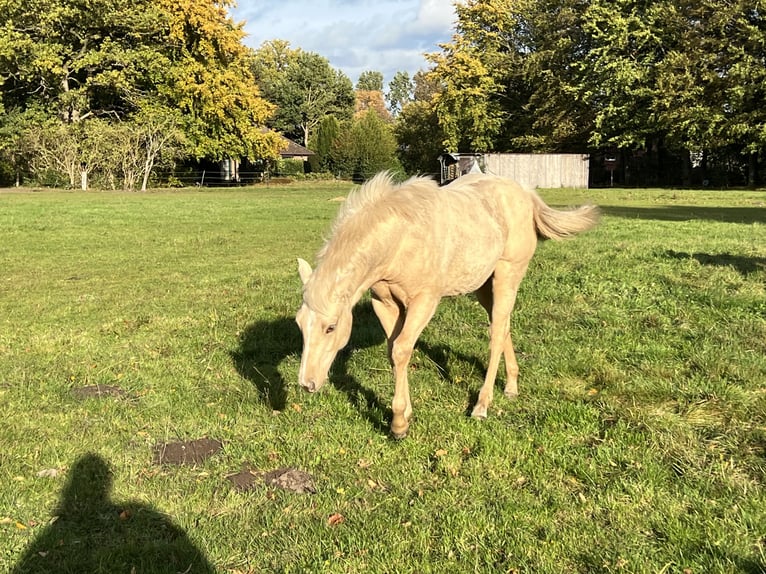 American Quarter Horse Giumenta 1 Anno 148 cm Palomino in Linsburg