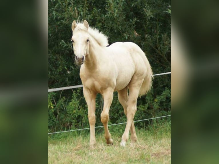 American Quarter Horse Giumenta 1 Anno 148 cm Palomino in Linsburg