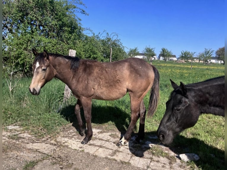 American Quarter Horse Giumenta 1 Anno 148 cm Pelle di daino in Petit-Réderching