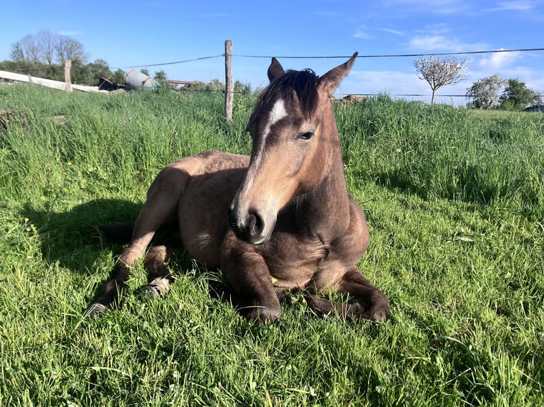 American Quarter Horse Giumenta 1 Anno 148 cm Pelle di daino in Petit-Réderching