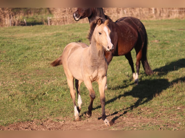 American Quarter Horse Giumenta 1 Anno 148 cm Pelle di daino in Neustadt