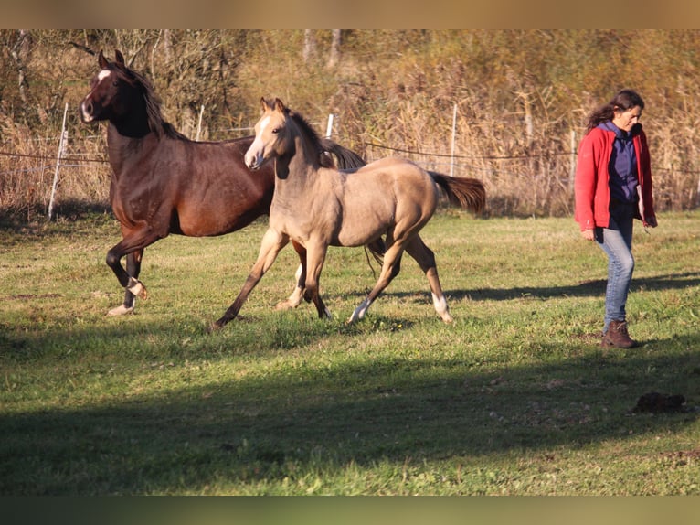 American Quarter Horse Giumenta 1 Anno 148 cm Pelle di daino in Neustadt