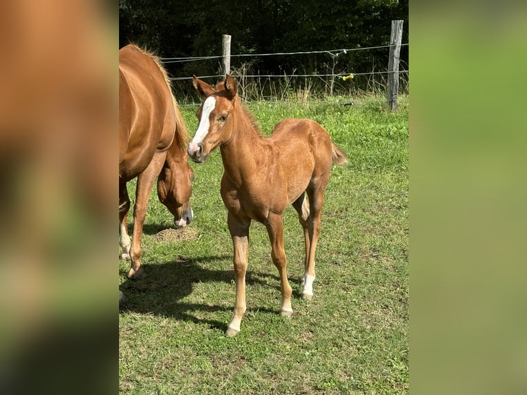 American Quarter Horse Giumenta 1 Anno 148 cm Sauro in Daleiden