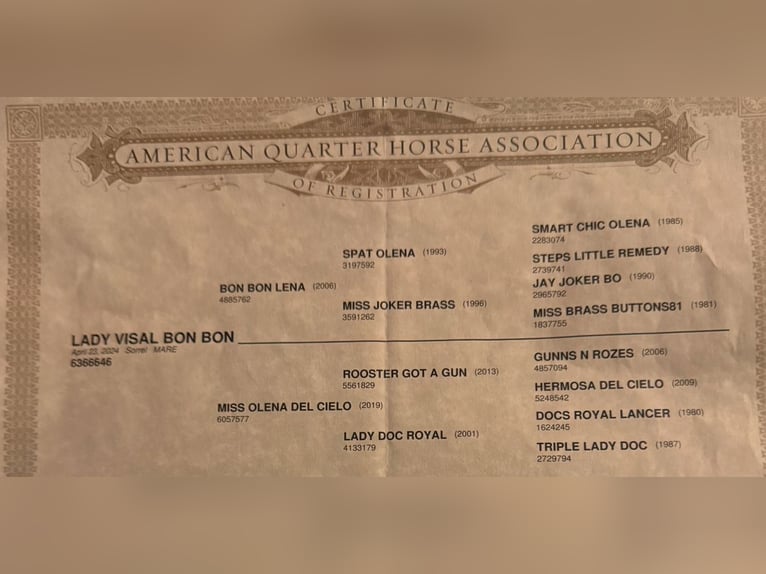 American Quarter Horse Giumenta 1 Anno 148 cm Sauro in Bari