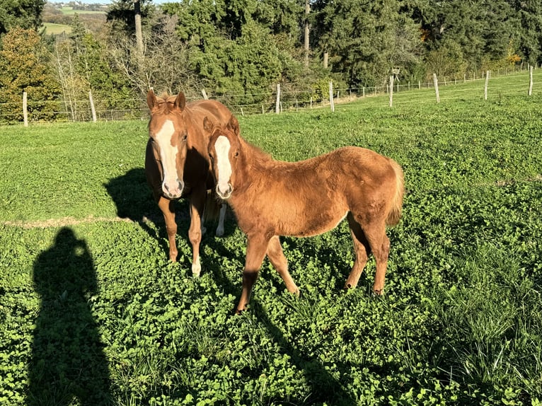 American Quarter Horse Giumenta 1 Anno 148 cm Sauro in Daleiden