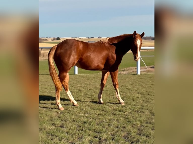 American Quarter Horse Giumenta 1 Anno 148 cm Sauro in Bari