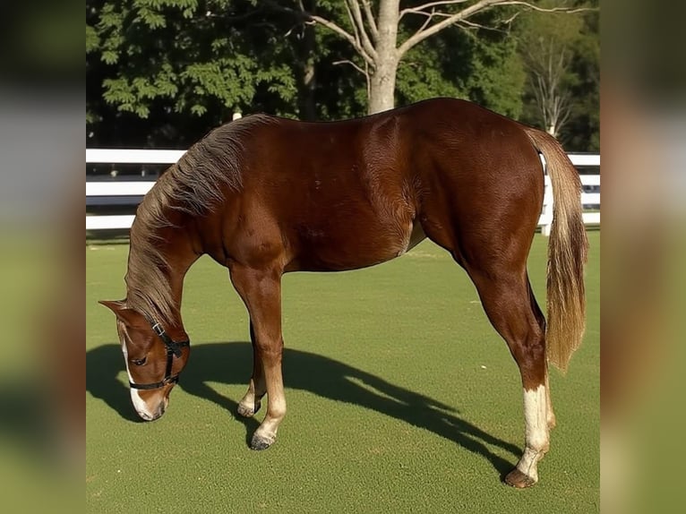 American Quarter Horse Giumenta 1 Anno 148 cm Sauro in Bari