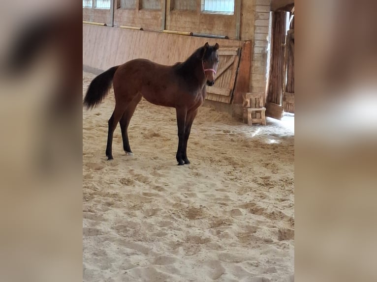 American Quarter Horse Giumenta 1 Anno 149 cm Baio in Kierspe