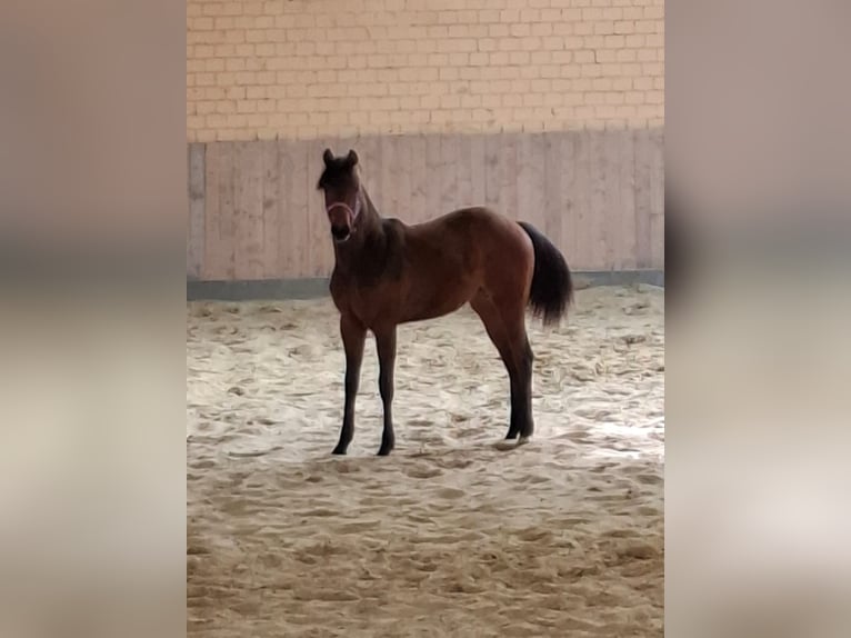 American Quarter Horse Giumenta 1 Anno 149 cm Baio in Kierspe