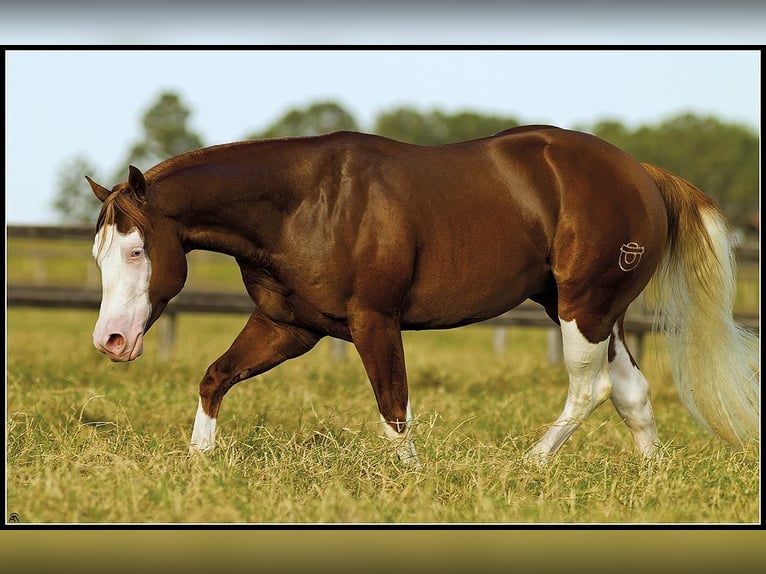 American Quarter Horse Giumenta 1 Anno 149 cm Falbo in Bergen op Zoom