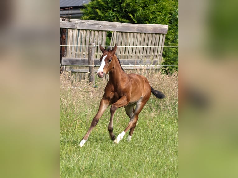 American Quarter Horse Giumenta 1 Anno 150 cm Baio in Celle