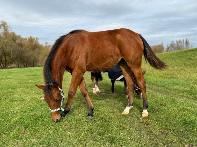 American Quarter Horse Giumenta 1 Anno 150 cm Baio in Kindelbrück