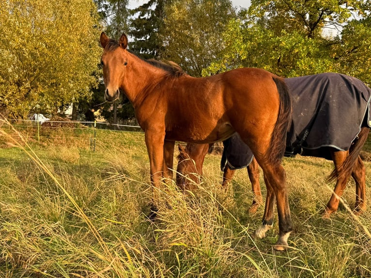 American Quarter Horse Giumenta 1 Anno 150 cm Baio in Kindelbrük