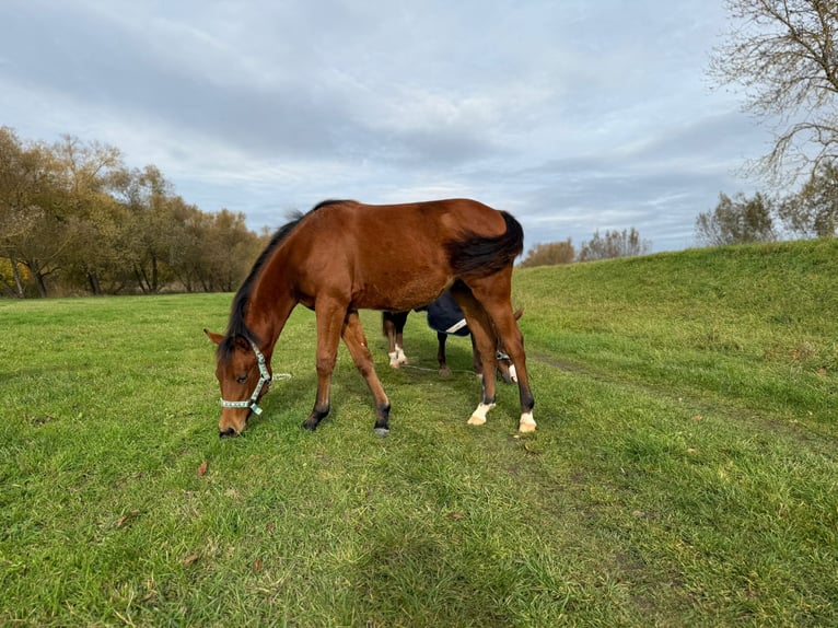 American Quarter Horse Giumenta 1 Anno 150 cm Baio in Kindelbrük