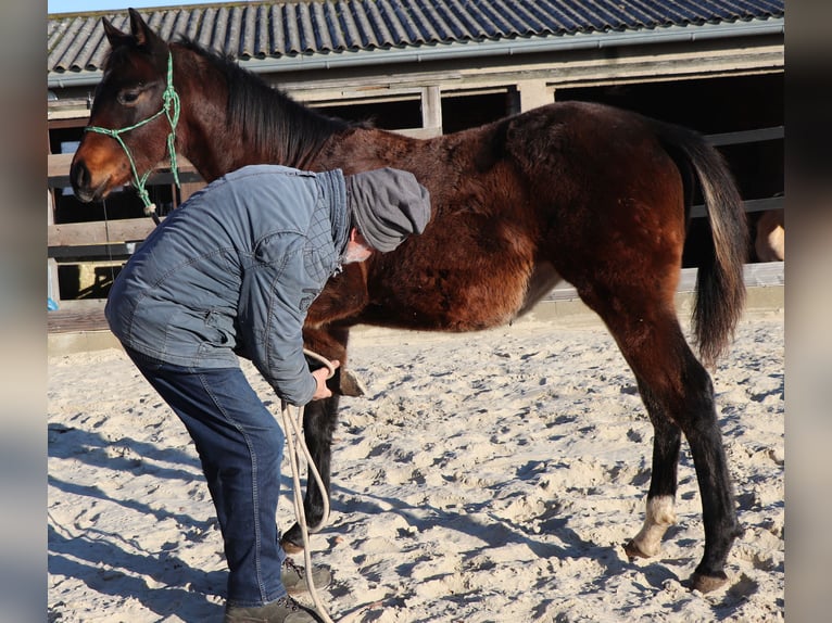 American Quarter Horse Giumenta 1 Anno 150 cm Baio in Müglitztal