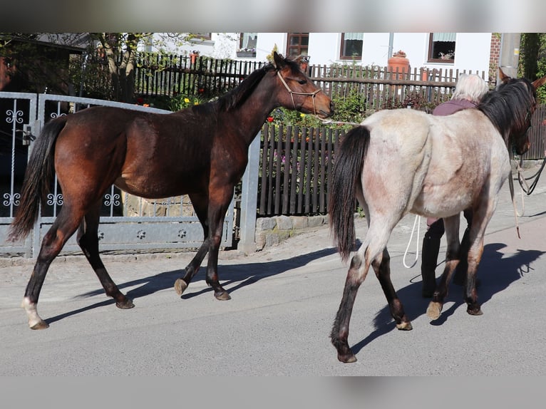 American Quarter Horse Giumenta 1 Anno 150 cm Baio in Müglitztal