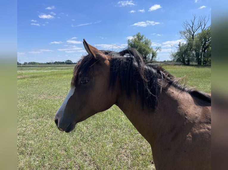 American Quarter Horse Giumenta 1 Anno 150 cm Baio in Stahnsdorf